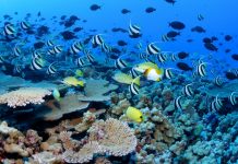 Protecting ocean waters will aid climate adaptation.