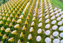 To slow climate change, India joins the renewable energy revolution.