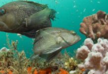 Feeling the heat: How fish are migrating from warming waters.
