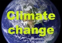 Tropical peat forests risk turning from carbon 'drains' to emitters