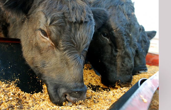 beef-cattle-okla_Brandi-S-d603ceb33bd7f3b316af45953de4be05e8c86e7b
