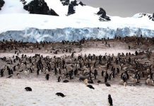 Antarctica: Decline in biodiversity expected as climate change leads to growing ice-free areas.