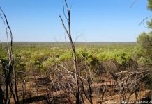 ′Our land will be disappeared′: Indigenous Australians fight coal and climate change.