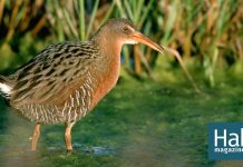 Refuge for the Ridgway’s rail.