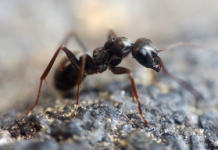 Científicos revelan cuál es el “dúo mortal” para el ecosistema de la Tierra