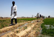 Changement climatique: l'agriculture africaine menacée par le réchauffement de la planète