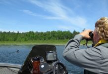 Minnesota loons could get aid from BP oil spill cleanup funds.