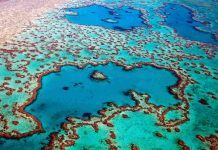 While corals die along the Great Barrier Reef, humans struggle to adjust.