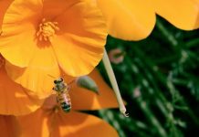 How mushrooms might save the honey bee