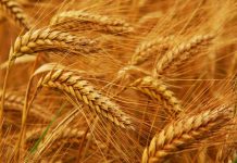 Climate change to hurt wheat, rice crop yields