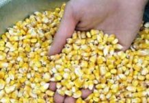 Corn study: Food vs biofuel.