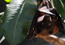 Rising seas threaten scores of species on Pacific islands with extinction