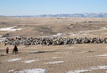 How Mongolia's nomads are adapting to climate change