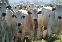 New trade deals jeopardise EU green transport goals, NGO warns.