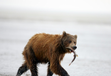 Bears choosing vegetarian diet due to climate change