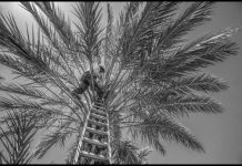 Coachella rising: Aging farmworkers, unions, organic mangos & the Salton Sea.