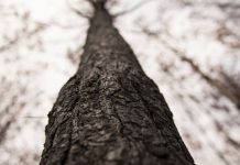 'Donald Trump forest' climate change project gains momentum