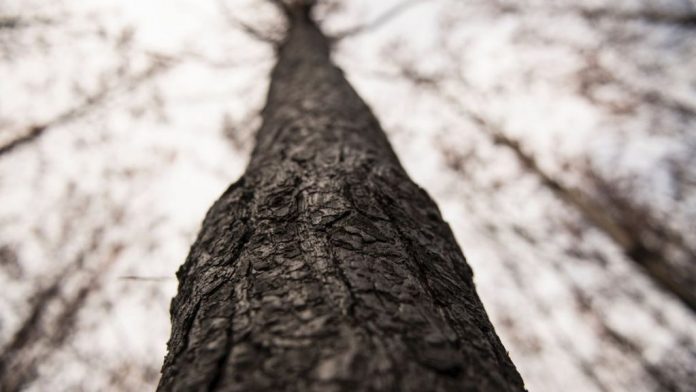 _97329231_gettyimages-803-f1cc8ca42d85de7da1e7c68e9f46cf5c072efde0