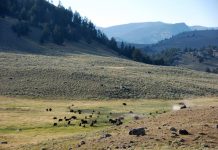 U.S. Interior Secretary Zinke urges mining ban near Yellowstone.