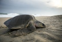El cambio climático arriesga el ciclo de reproducción de la tortuga marina
