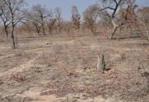 Protecting Africa’s drylands key to the continent’s future.