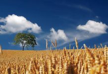 El cambio climático y las nuevas tierras de cultivo