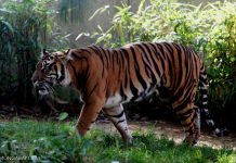 Oil palm firms advance into Leuser rainforest, defying Aceh governor's orders.