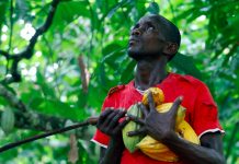 'We're trying to go all in': Chocolate giant Mars pledges $1 billion to fight climate change