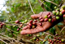 Coffee faces dual threat of farmland loss and bee decline in a warmer climate