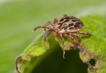 Climate change could drive a third of parasites to extinction by 2070