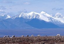 Alaska may ask Trump to allow ANWR studies.