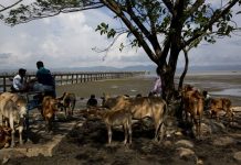Study by scientists finds amount of methane gas produced by worlds livestock is underestimated