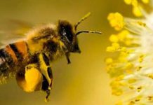 Abejas pueden reducir impacto de cambio climático en el café de Latinoamérica