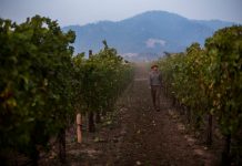 As fires move on, wine country wonders whether immigrants will, too.