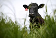 Eating grass-fed beef isn’t as climate-friendly as you may think.