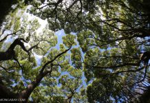 UNEP official calls for ‘coherent planning’ as Aichi falters in Africa.