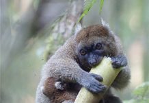 Climate change threatens the survival of Madagascar’s bamboo lemurs