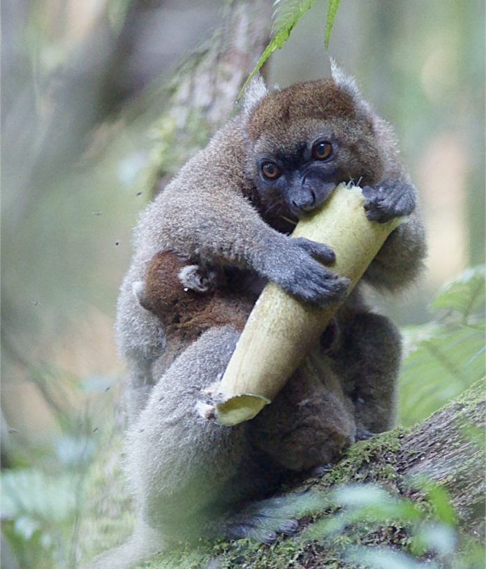 Greater-bamboo-lemur-eats-586249b202e31694fccb856c39dd9a16cfe99a19