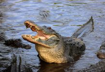 In-depth: How will climate change affect animal sex ratios?