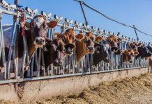 Grass-fed beef will not help tackle climate change, report finds