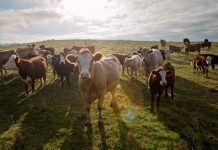 Grass-fed cows won’t save the climate, report finds.