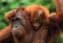 Deforestation and drought threaten carbon storage in Borneo’s rainforests