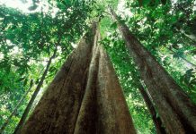 Rainforests: Scientists concerned climate change is altering the tropical life cycle