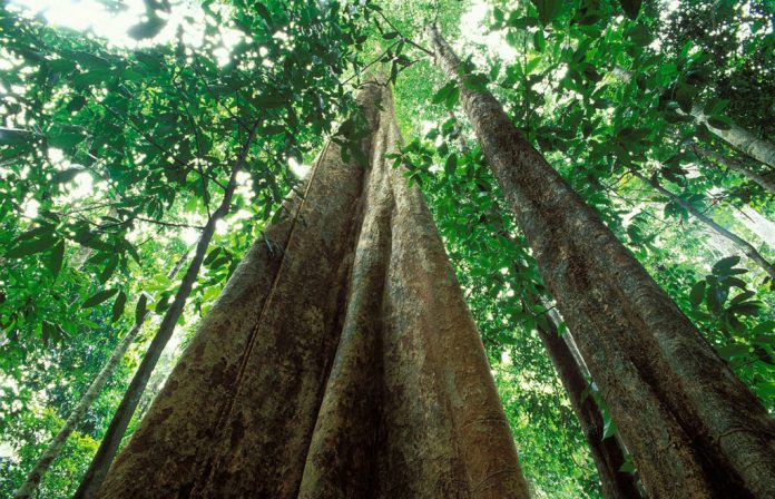 Primary-Rainforest-Carbon-fb263bbbfb6001de22d675c4ce13a63d50ef360b