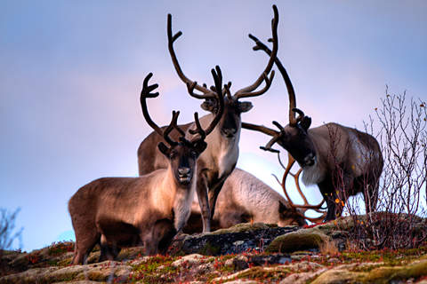 reindeer-c00ead352bd8bde519047d3e5e3e5da86c5b81e7