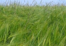The more herbicides used on weeds, the stronger the weeds become