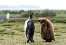 Climate change: 70% of king penguins could ‘abruptly relocate or disappear’ by 2100