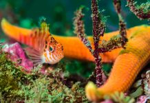 Acidification could leave oceans ‘uninhabitable’ for cold-water corals