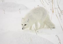Animals with white winter camouflage could struggle to adapt to climate change