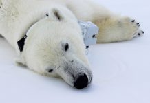 Polar bears could be struggling to catch enough prey, study shows